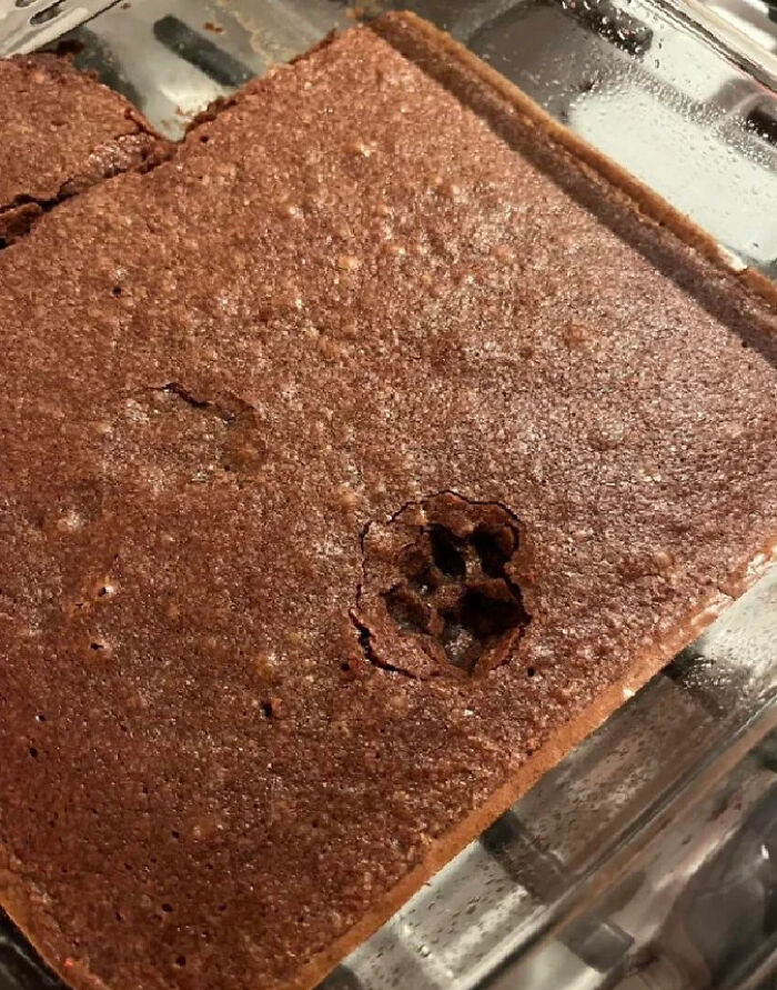 116 Cute Cat Paw Prints That Prove Cats Truly Don’t Care And Never Did