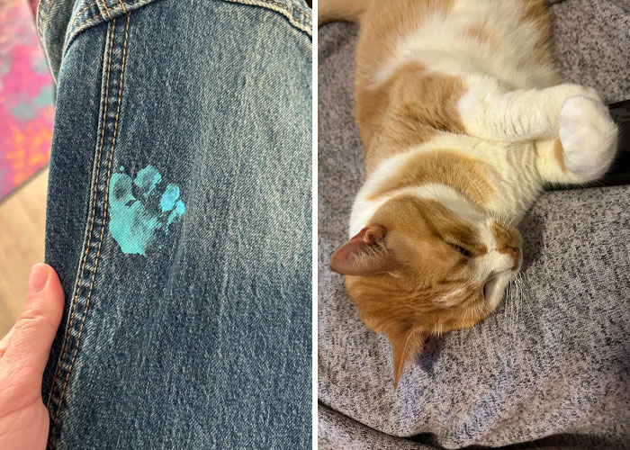 116 Cute Cat Paw Prints That Prove Cats Truly Don’t Care And Never Did