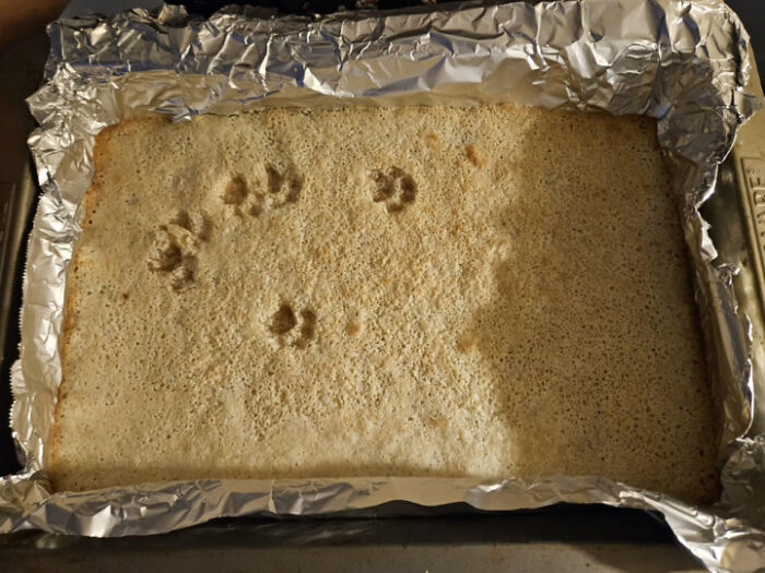 116 Cute Cat Paw Prints That Prove Cats Truly Don’t Care And Never Did