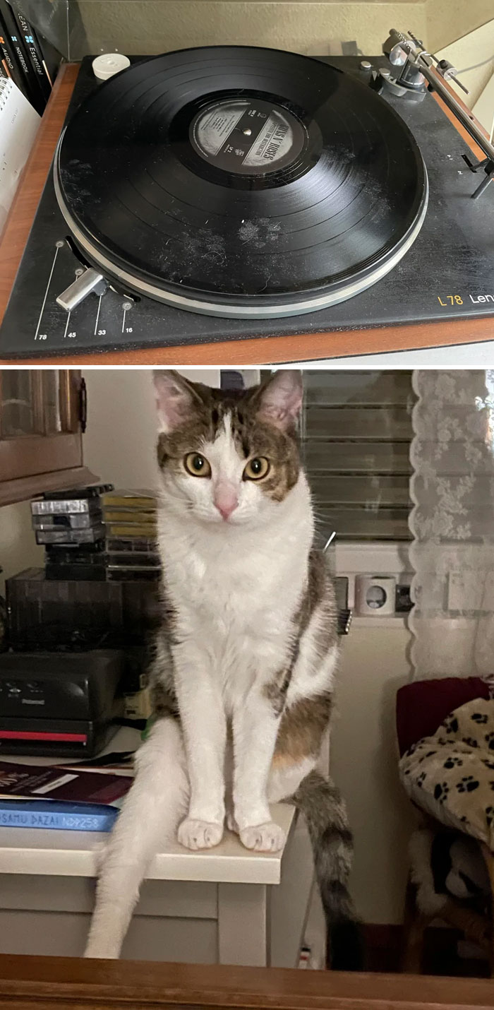 116 Cute Cat Paw Prints That Prove Cats Truly Don’t Care And Never Did
