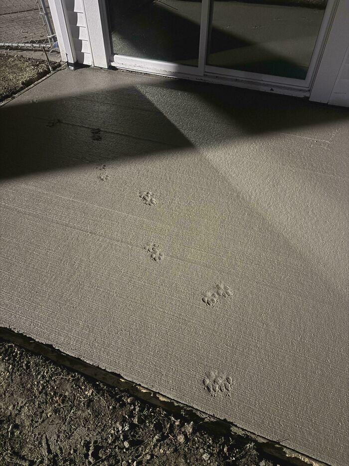 116 Cute Cat Paw Prints That Prove Cats Truly Don’t Care And Never Did
