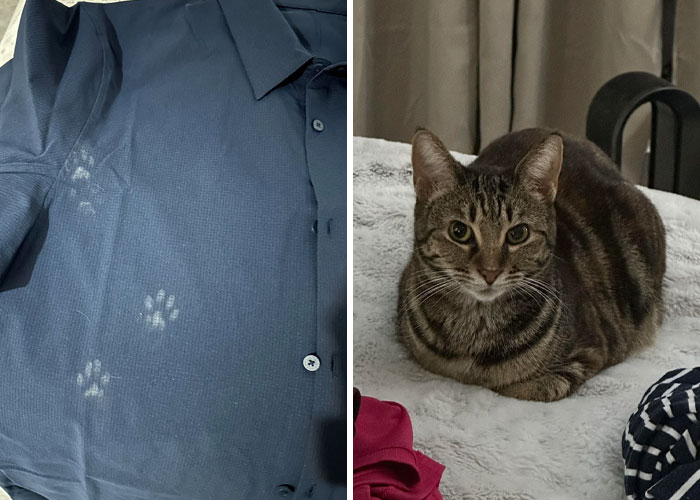 116 Cute Cat Paw Prints That Prove Cats Truly Don’t Care And Never Did
