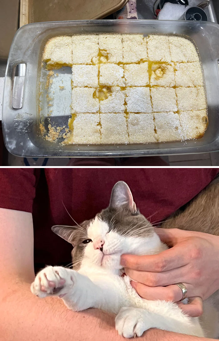 116 Cute Cat Paw Prints That Prove Cats Truly Don’t Care And Never Did