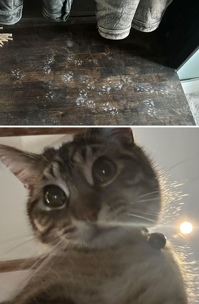 116 Cute Cat Paw Prints That Prove Cats Truly Don’t Care And Never Did