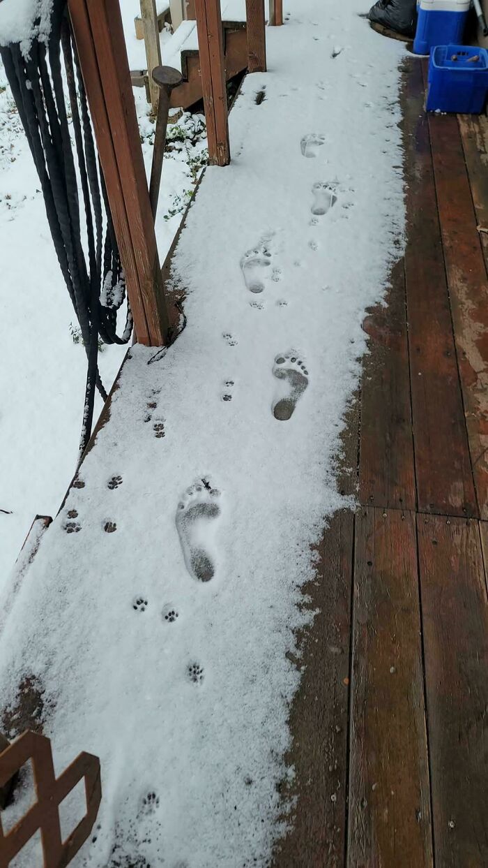116 Cute Cat Paw Prints That Prove Cats Truly Don’t Care And Never Did