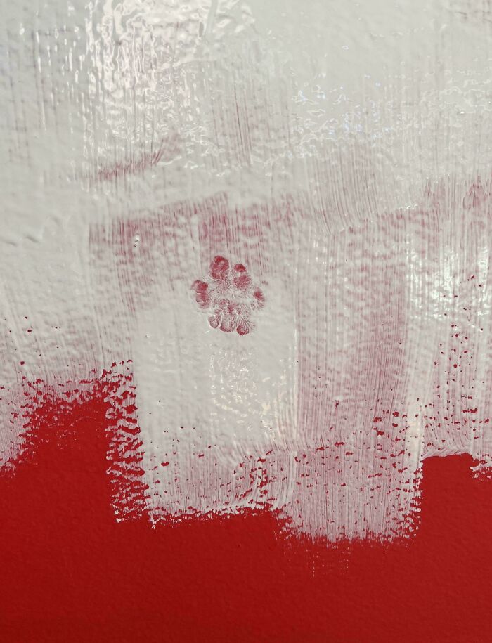 116 Cute Cat Paw Prints That Prove Cats Truly Don’t Care And Never Did