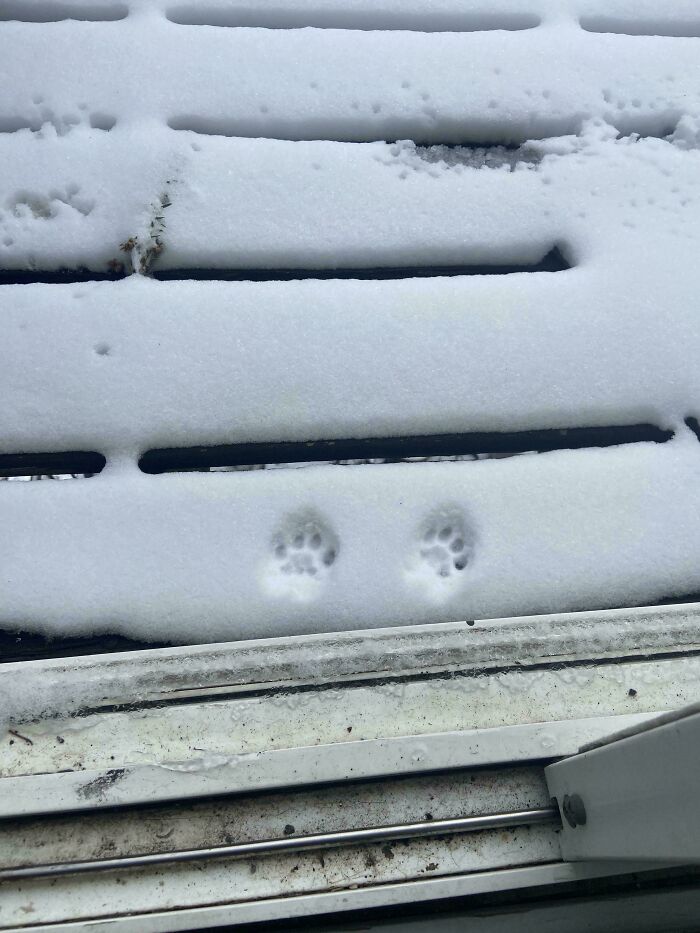 116 Cute Cat Paw Prints That Prove Cats Truly Don’t Care And Never Did