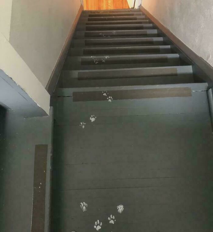 116 Cute Cat Paw Prints That Prove Cats Truly Don’t Care And Never Did