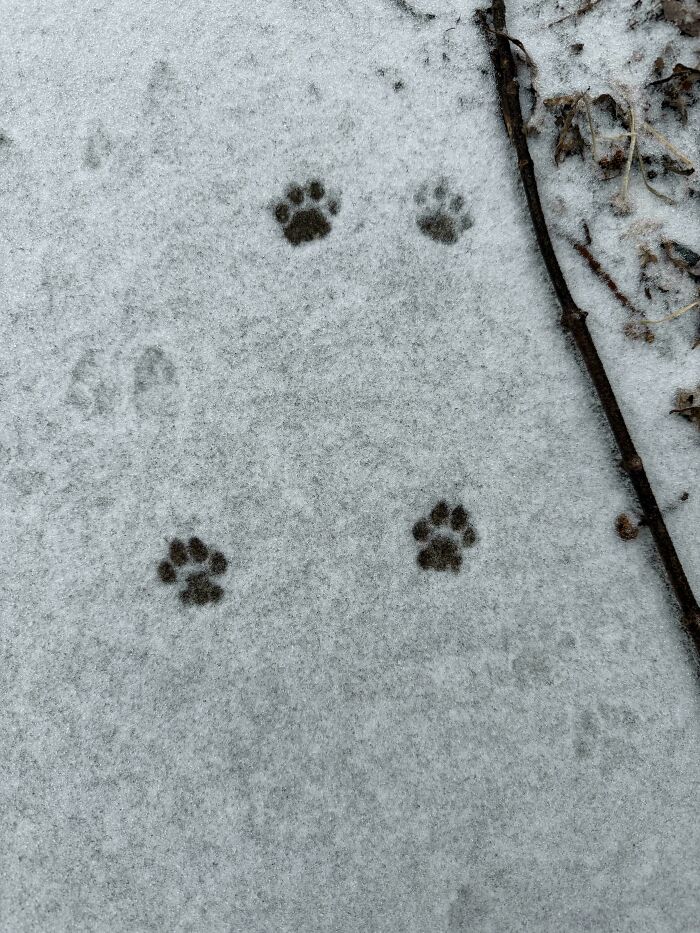 116 Cute Cat Paw Prints That Prove Cats Truly Don’t Care And Never Did