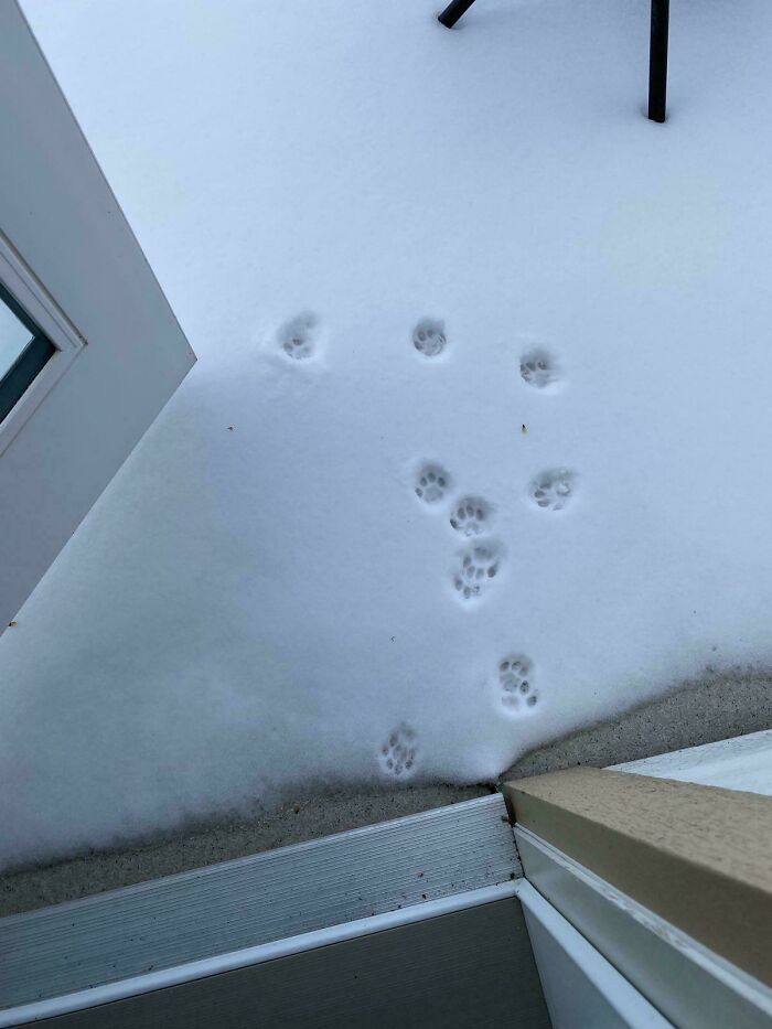 116 Cute Cat Paw Prints That Prove Cats Truly Don’t Care And Never Did