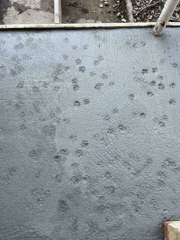 116 Cute Cat Paw Prints That Prove Cats Truly Don’t Care And Never Did