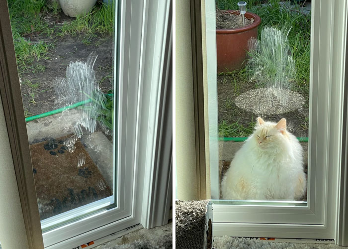 116 Cute Cat Paw Prints That Prove Cats Truly Don’t Care And Never Did