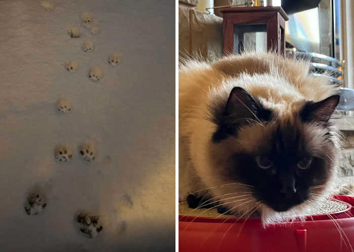 116 Cute Cat Paw Prints That Prove Cats Truly Don’t Care And Never Did