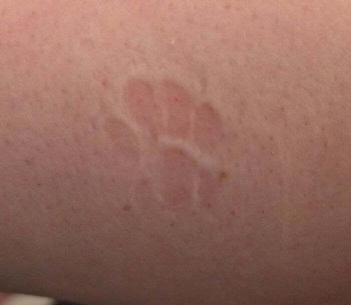 116 Cute Cat Paw Prints That Prove Cats Truly Don’t Care And Never Did