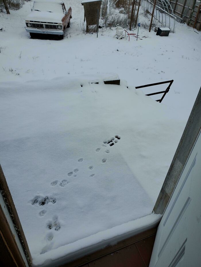 116 Cute Cat Paw Prints That Prove Cats Truly Don’t Care And Never Did