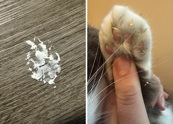 116 Cute Cat Paw Prints That Prove Cats Truly Don’t Care And Never Did