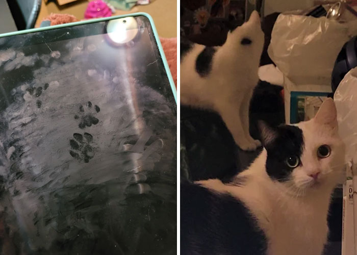116 Cute Cat Paw Prints That Prove Cats Truly Don’t Care And Never Did