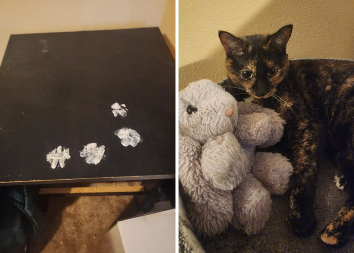 116 Cute Cat Paw Prints That Prove Cats Truly Don’t Care And Never Did