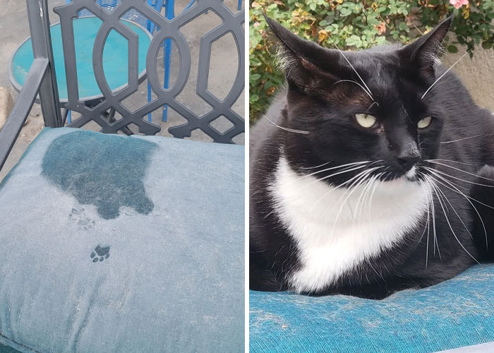 116 Cute Cat Paw Prints That Prove Cats Truly Don’t Care And Never Did