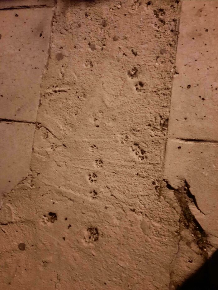 116 Cute Cat Paw Prints That Prove Cats Truly Don’t Care And Never Did