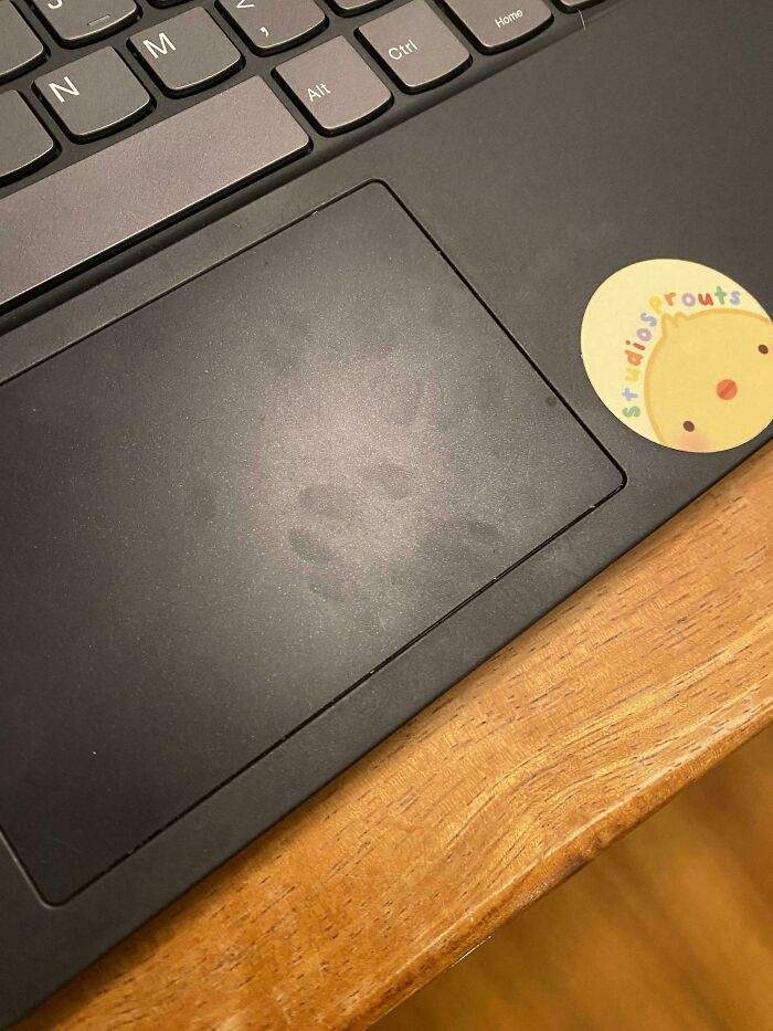 116 Cute Cat Paw Prints That Prove Cats Truly Don’t Care And Never Did