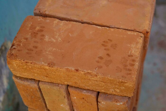 116 Cute Cat Paw Prints That Prove Cats Truly Don’t Care And Never Did