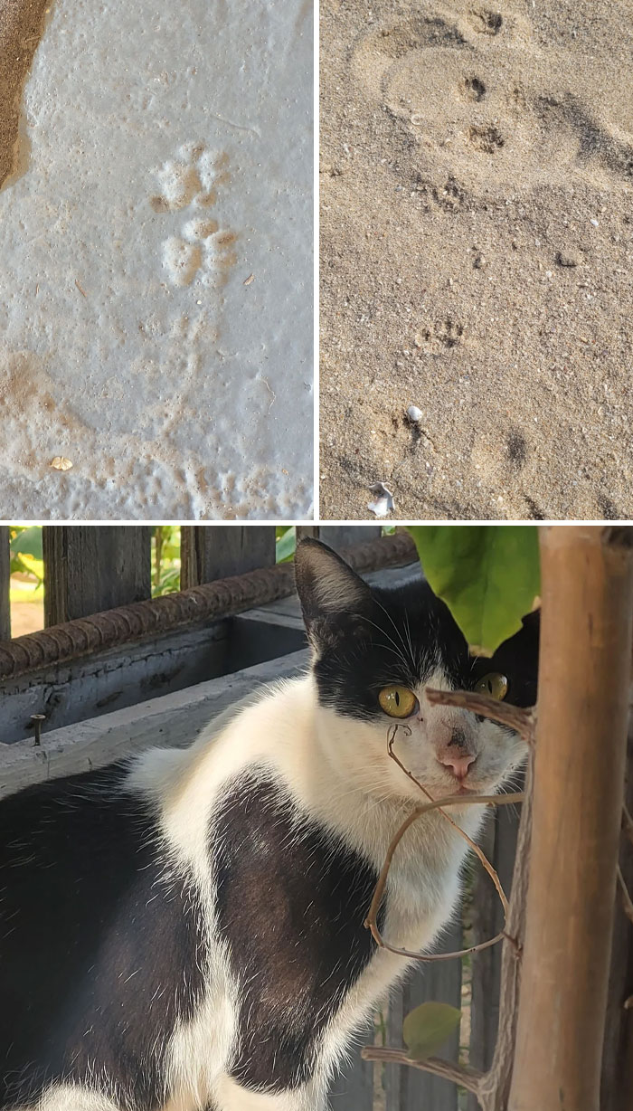 116 Cute Cat Paw Prints That Prove Cats Truly Don’t Care And Never Did