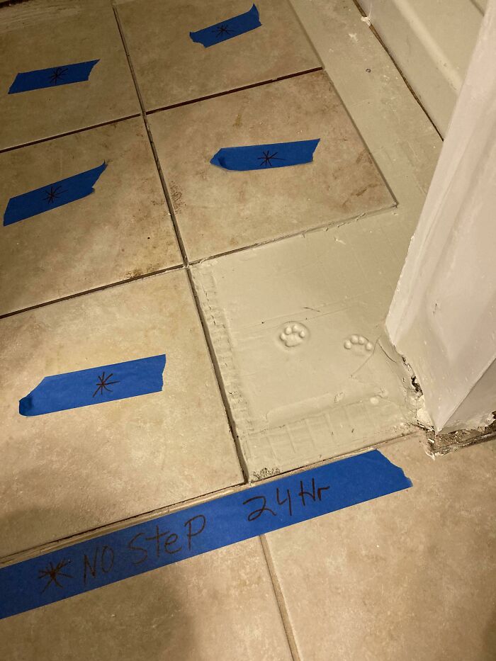 116 Cute Cat Paw Prints That Prove Cats Truly Don’t Care And Never Did