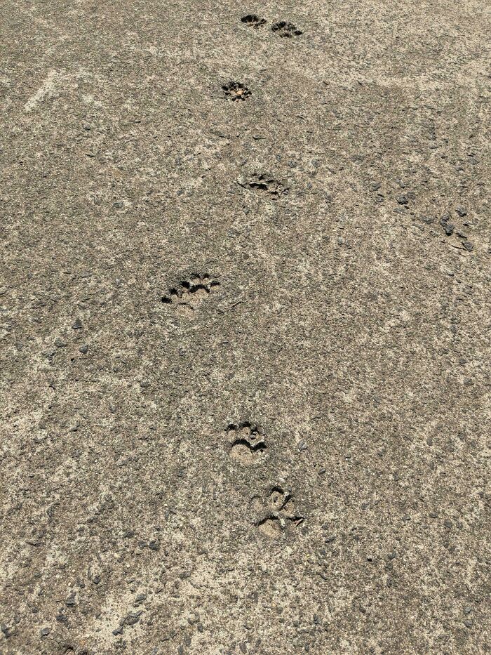 116 Cute Cat Paw Prints That Prove Cats Truly Don’t Care And Never Did
