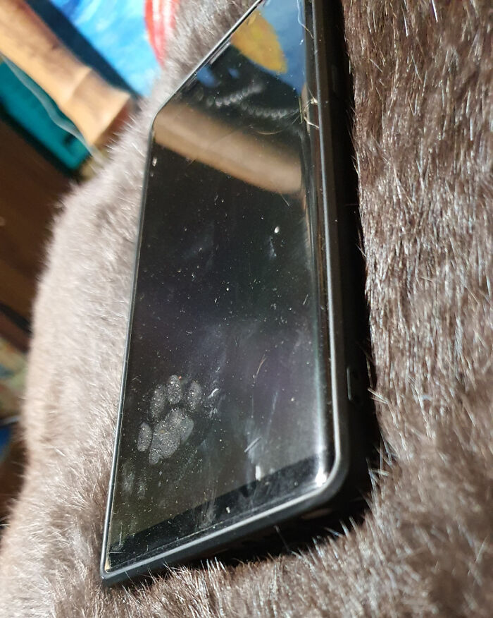 116 Cute Cat Paw Prints That Prove Cats Truly Don’t Care And Never Did