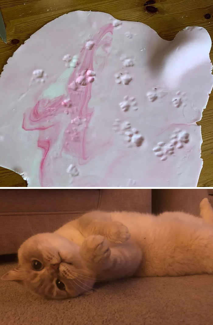 116 Cute Cat Paw Prints That Prove Cats Truly Don’t Care And Never Did
