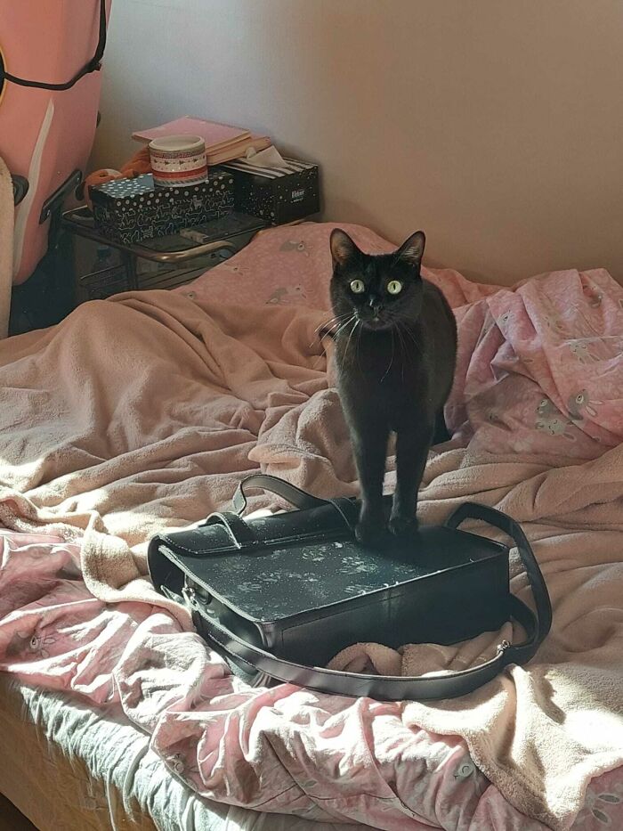 116 Cute Cat Paw Prints That Prove Cats Truly Don’t Care And Never Did