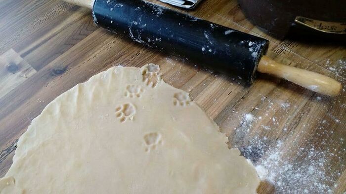 116 Cute Cat Paw Prints That Prove Cats Truly Don’t Care And Never Did