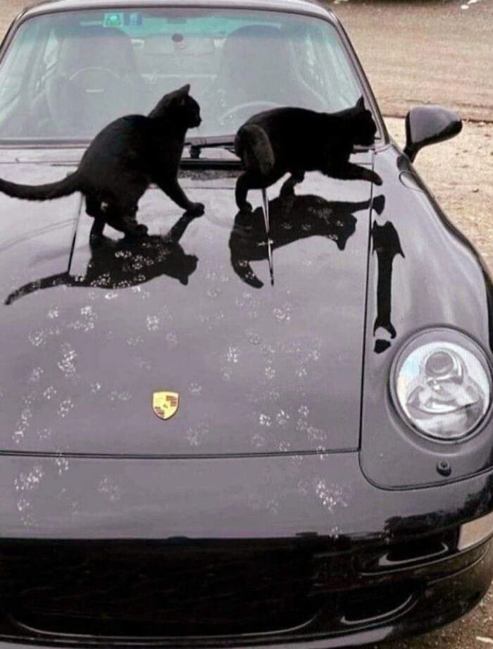 116 Cute Cat Paw Prints That Prove Cats Truly Don’t Care And Never Did