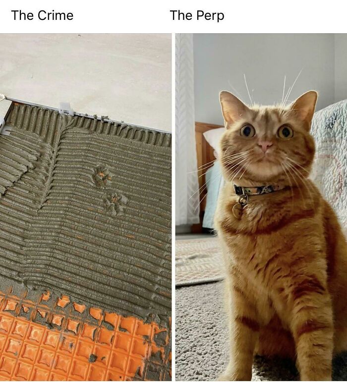 116 Cute Cat Paw Prints That Prove Cats Truly Don’t Care And Never Did