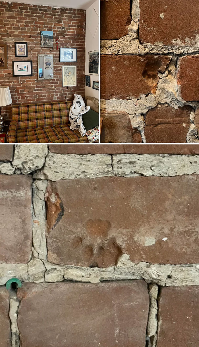 116 Cute Cat Paw Prints That Prove Cats Truly Don’t Care And Never Did