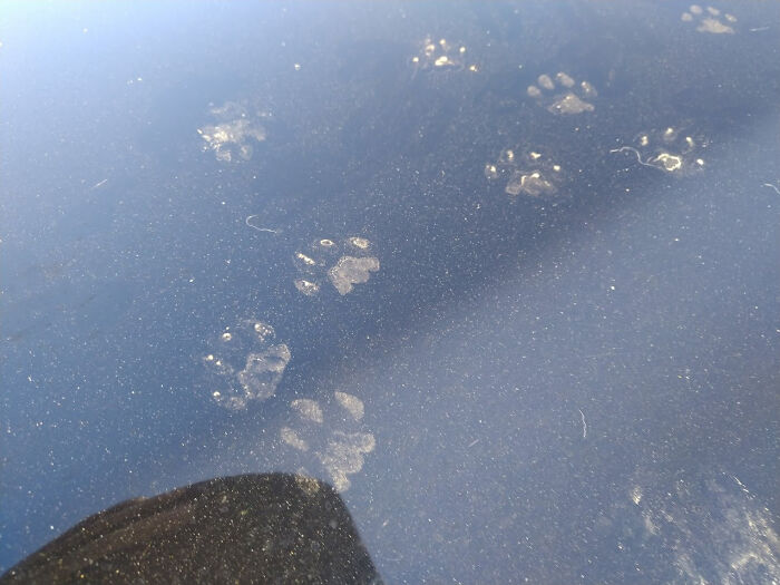 116 Cute Cat Paw Prints That Prove Cats Truly Don’t Care And Never Did