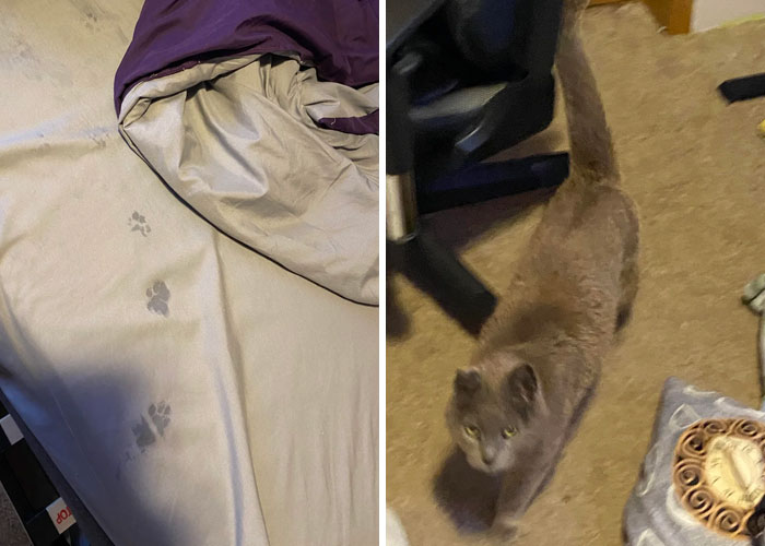 116 Cute Cat Paw Prints That Prove Cats Truly Don’t Care And Never Did