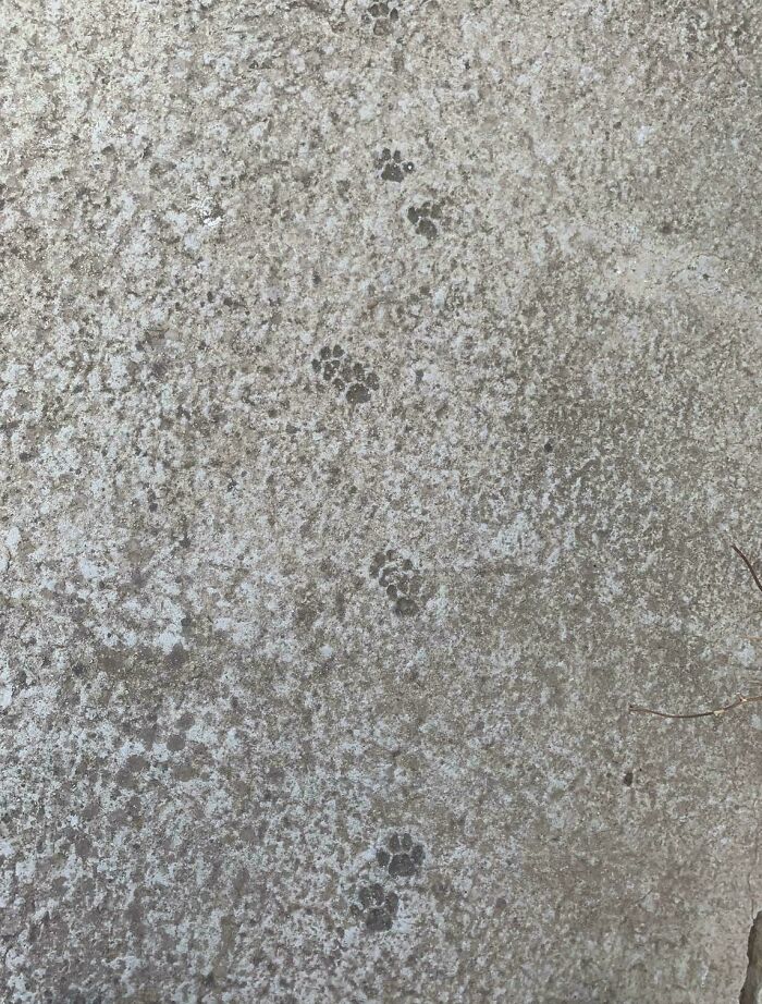 116 Cute Cat Paw Prints That Prove Cats Truly Don’t Care And Never Did