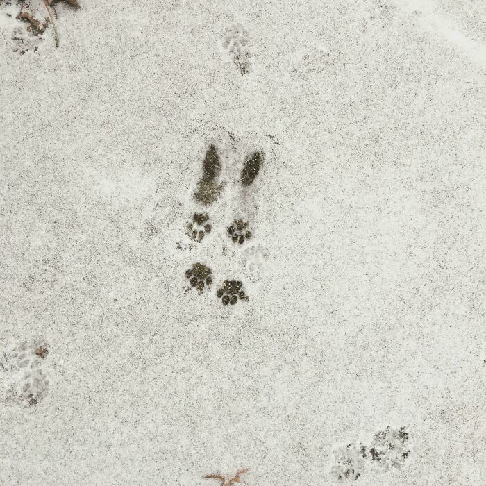 116 Cute Cat Paw Prints That Prove Cats Truly Don’t Care And Never Did