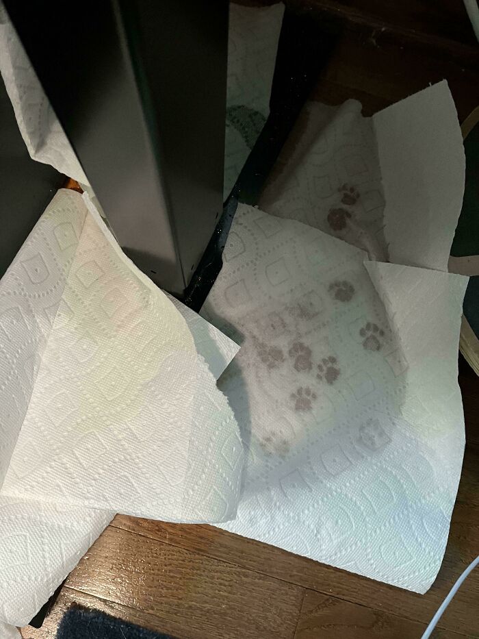 116 Cute Cat Paw Prints That Prove Cats Truly Don’t Care And Never Did