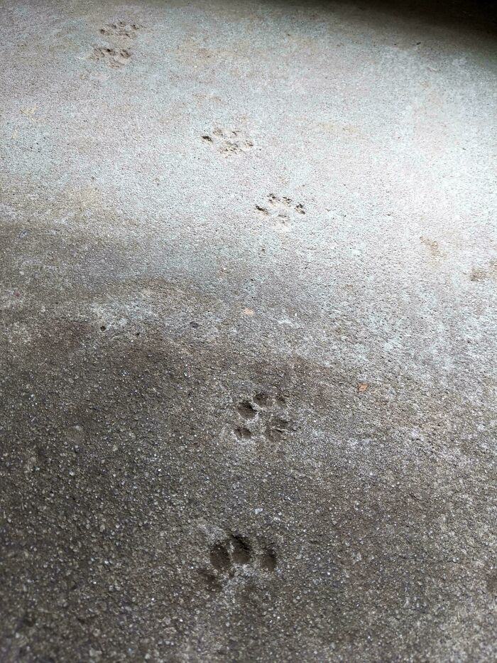 116 Cute Cat Paw Prints That Prove Cats Truly Don’t Care And Never Did