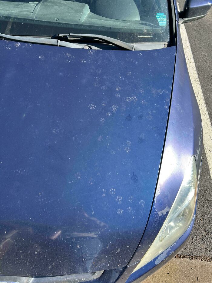 116 Cute Cat Paw Prints That Prove Cats Truly Don’t Care And Never Did