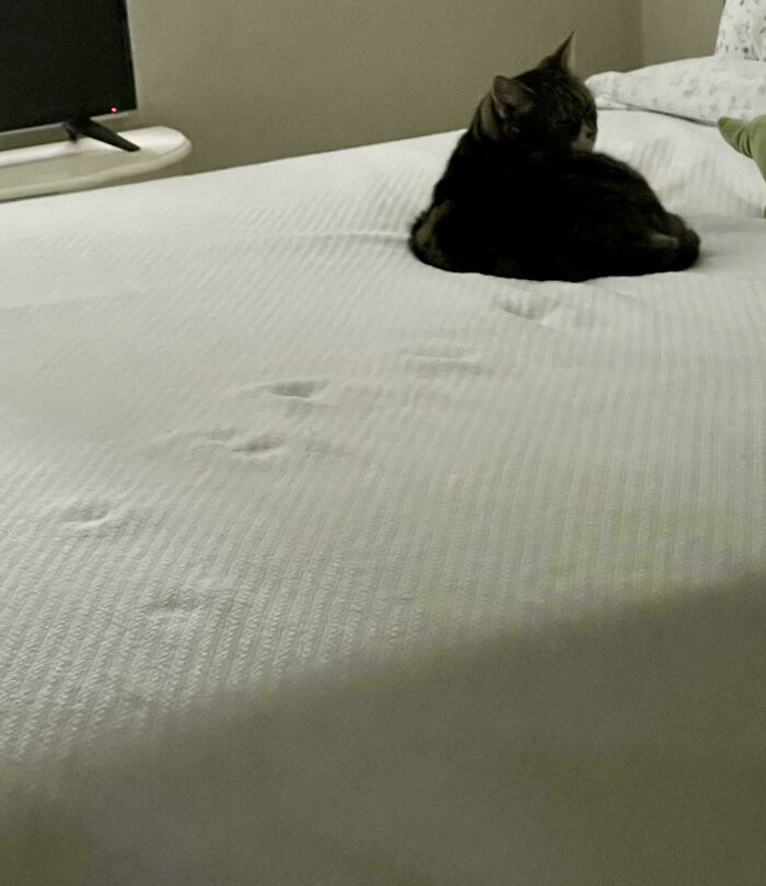 116 Cute Cat Paw Prints That Prove Cats Truly Don’t Care And Never Did