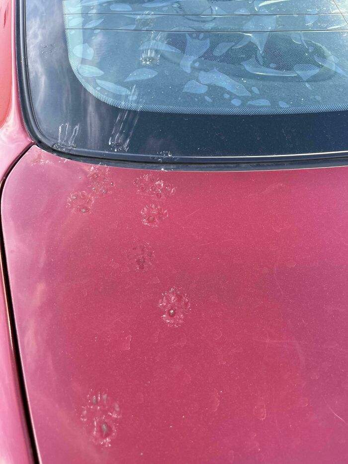 116 Cute Cat Paw Prints That Prove Cats Truly Don’t Care And Never Did