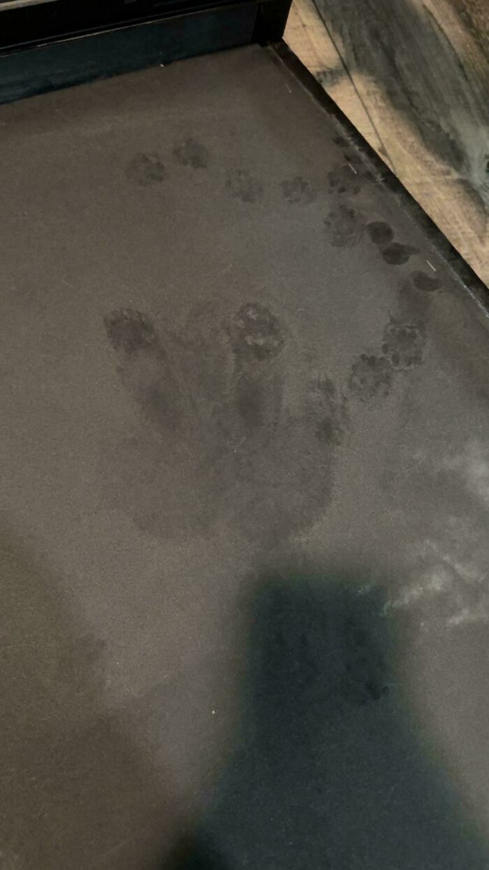116 Cute Cat Paw Prints That Prove Cats Truly Don’t Care And Never Did