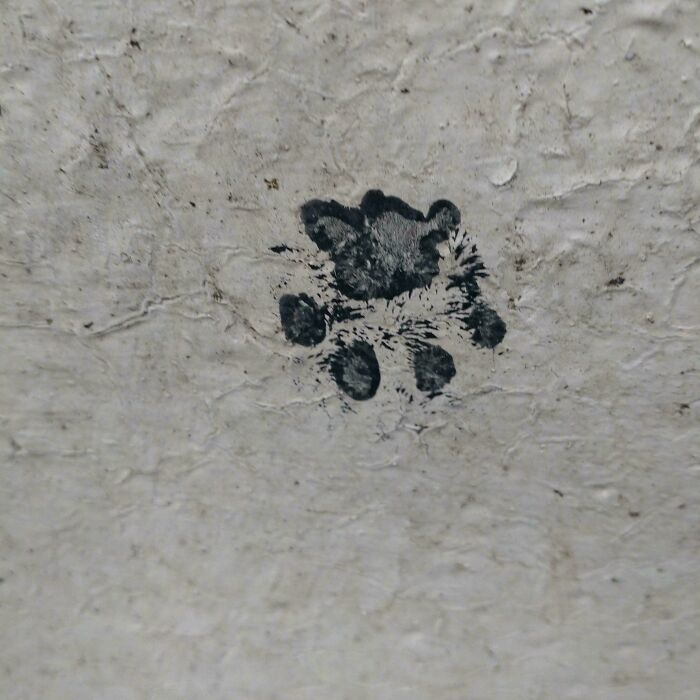 116 Cute Cat Paw Prints That Prove Cats Truly Don’t Care And Never Did