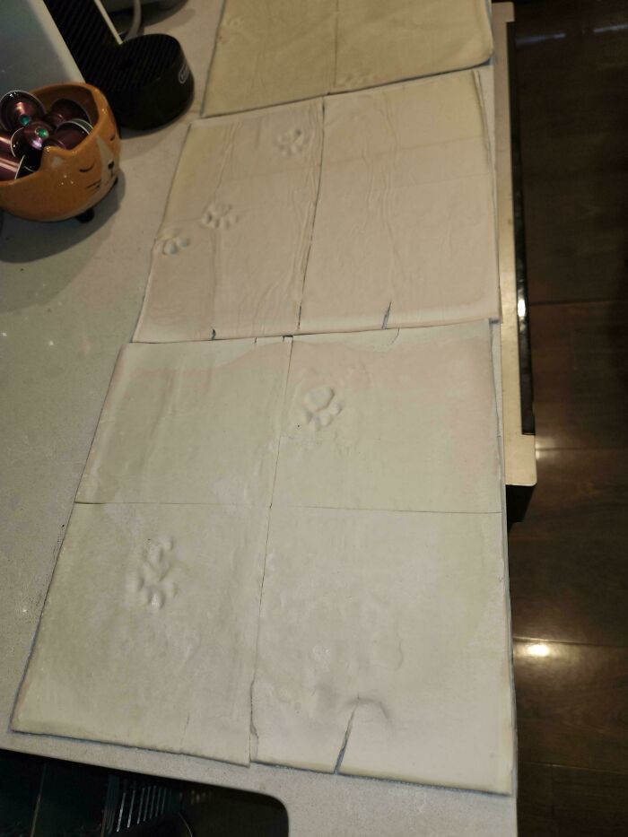 116 Cute Cat Paw Prints That Prove Cats Truly Don’t Care And Never Did