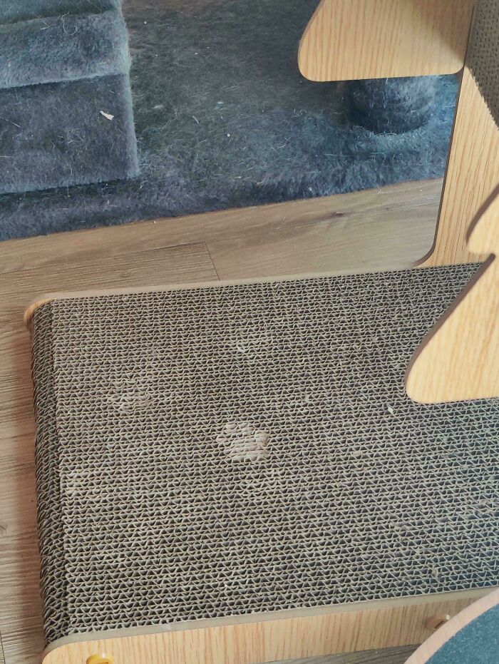 116 Cute Cat Paw Prints That Prove Cats Truly Don’t Care And Never Did