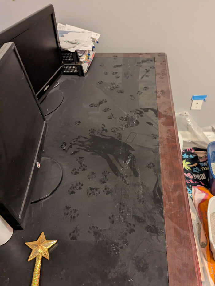 116 Cute Cat Paw Prints That Prove Cats Truly Don’t Care And Never Did